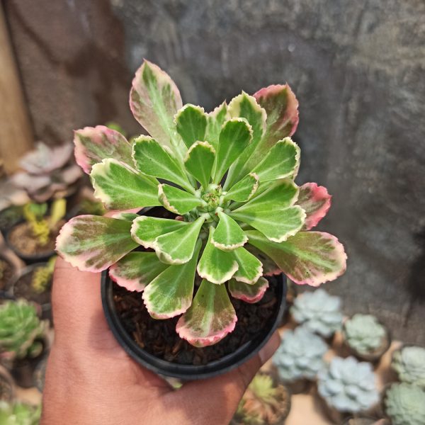 308.  Monadenium Stapelioides White Variegated