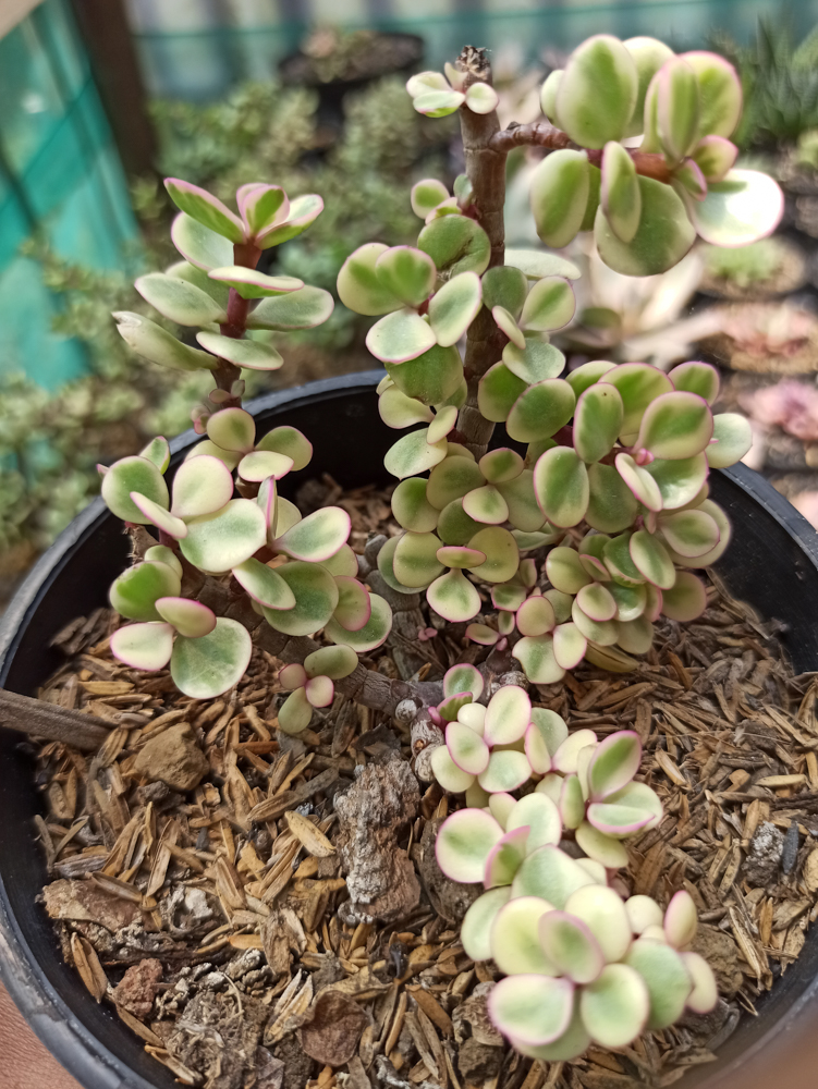 309. Portulacaria Pink Afra Variegated (1 of 1) | www.kaktus.id