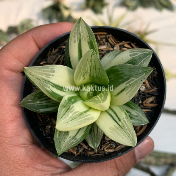 075. Haworthia Retusa Variegated