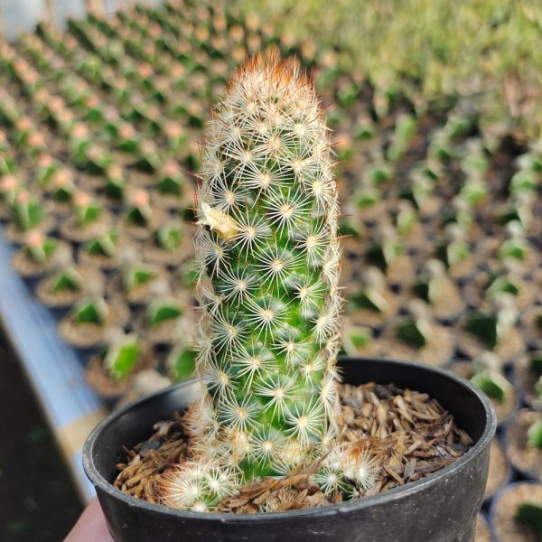 103. Mammillaria Elongata