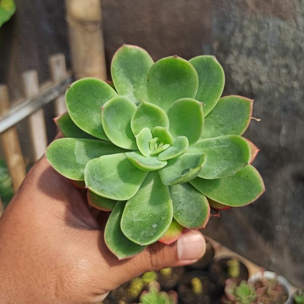 131. Echeveria Lemon and Lime