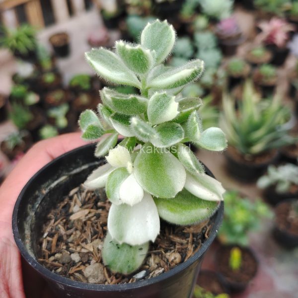 170. Cotyledon Tomentosa ‘Bear’s Paw’ White Variegated