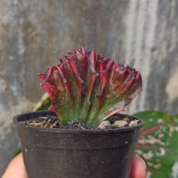 261. Euphorbia Red Lactea ( Appendix II – Special Permit Needed* )