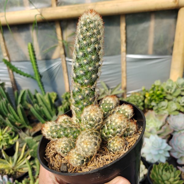 272. Mammillaria Elongata Cluster