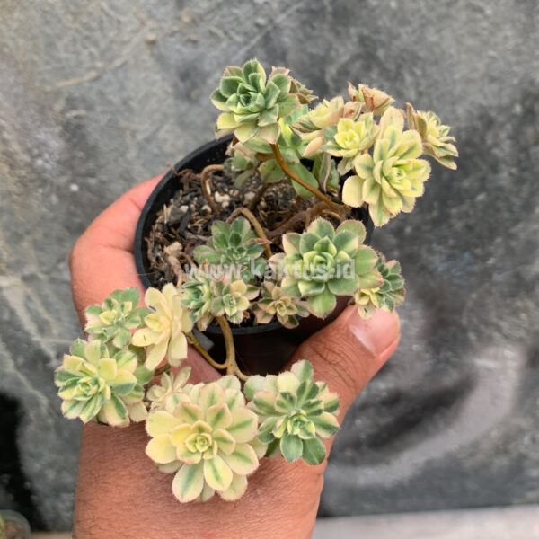 285. Aeonium Castello Paivae