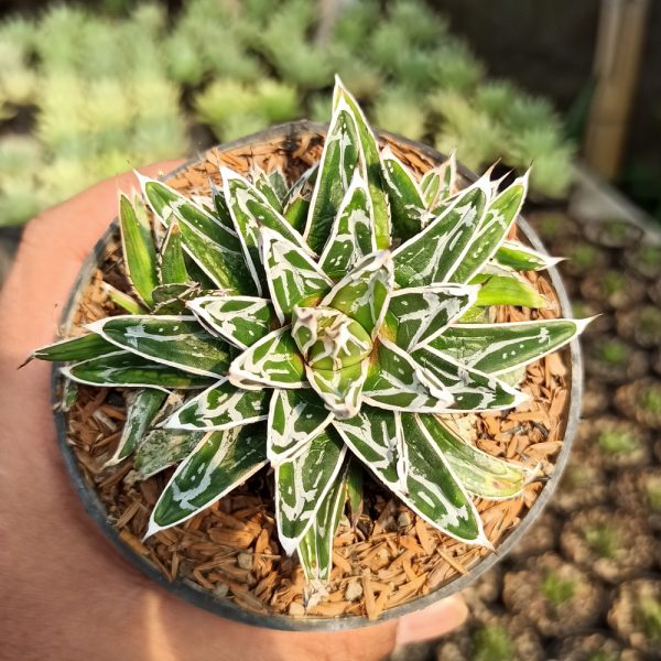 293. Agave Himesanoyuki