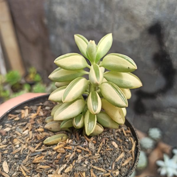 307. Peperomia Dolabriformis Variegated