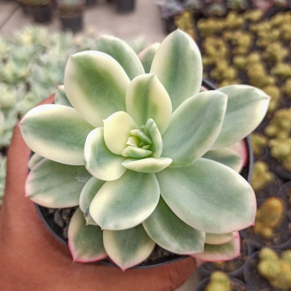 319. Echeveria Lemon Lime Variegated