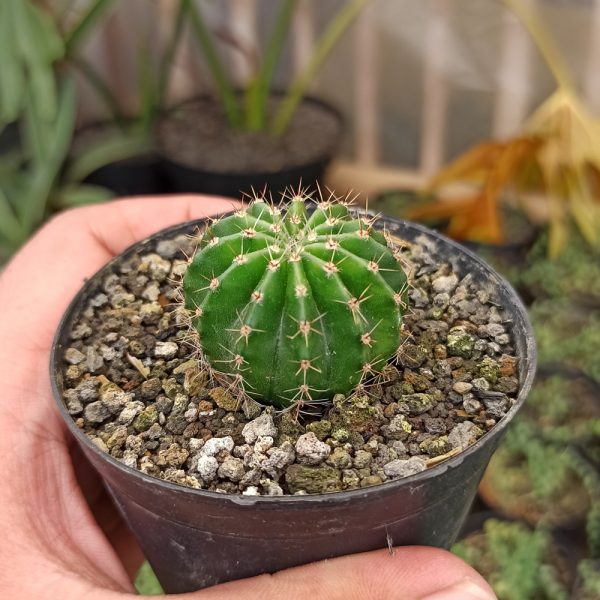 325. Echinocactus Eyriesii ( Appendix II – Special Permit Needed* )