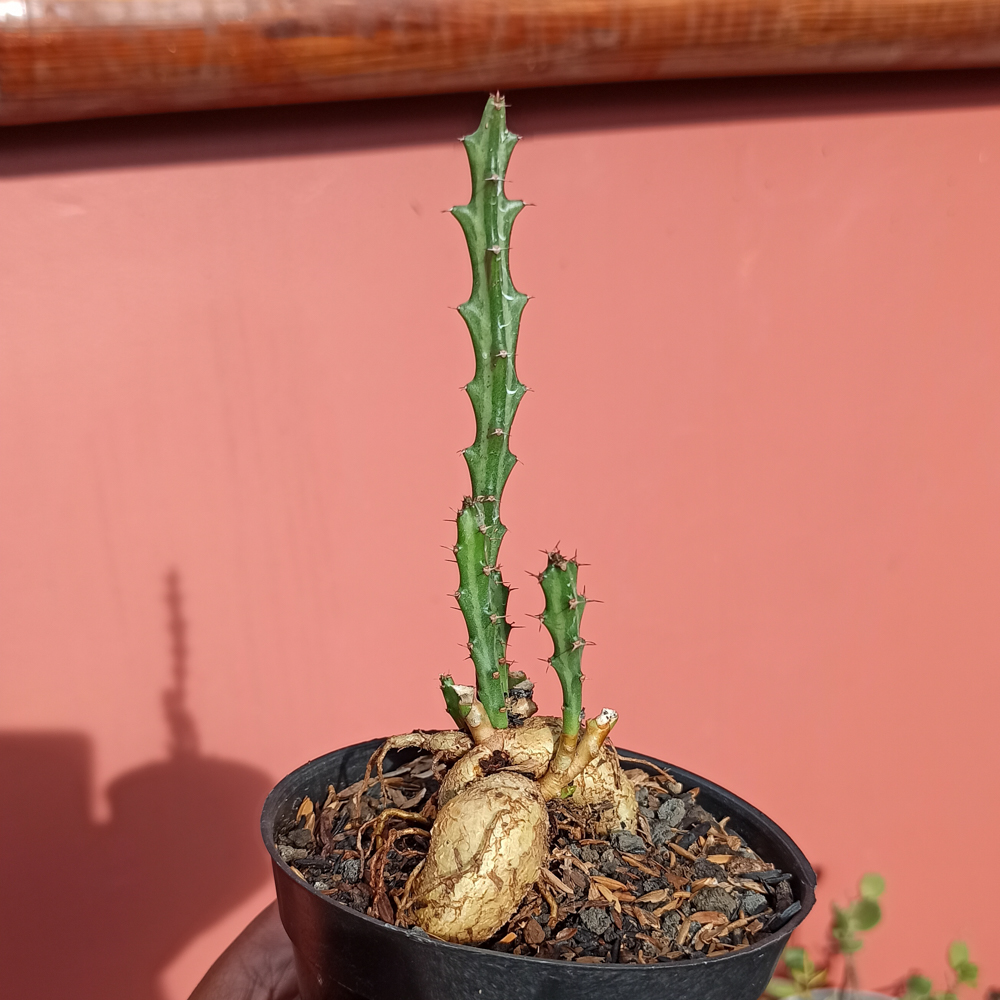 kaktus.id