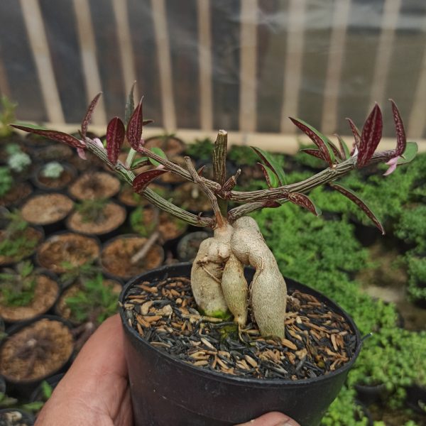 332. Monadenium Rubellum