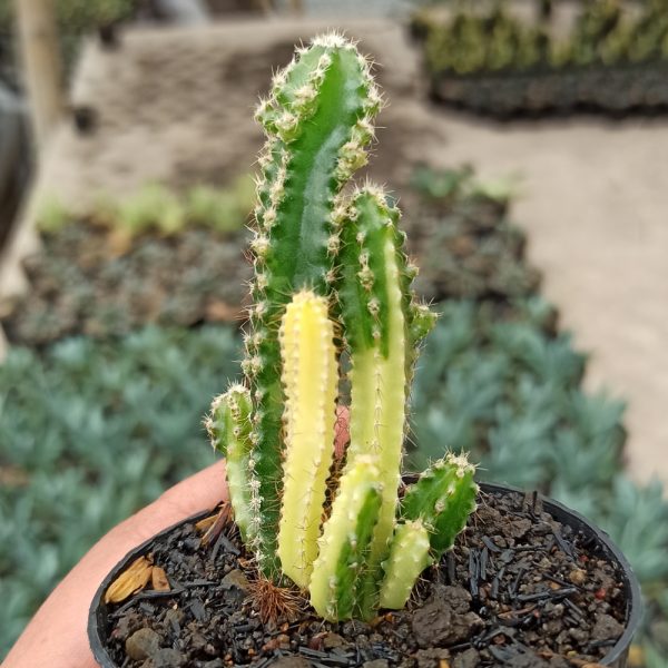 333. Acanthocereus Tetragonus ‘Fairy Castles’ – Fairy Castle Cactus Variegated ( Appendix II – Special Permit Needed* )