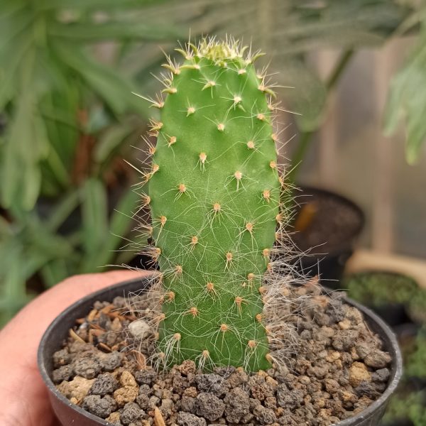 334. Opuntia Erinacea Var. Ursina 'Hairy Old Man' ( Appendix II – Special Permit Needed* )