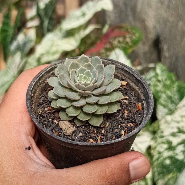 355. Echeveria Brown Rose