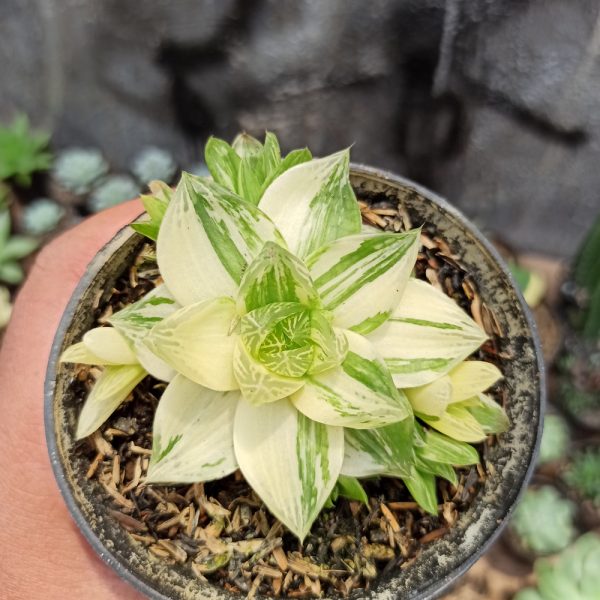 129. Haworthia Cymbiformis Variegated