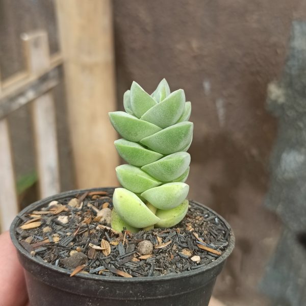 208. Crassula Moonglow