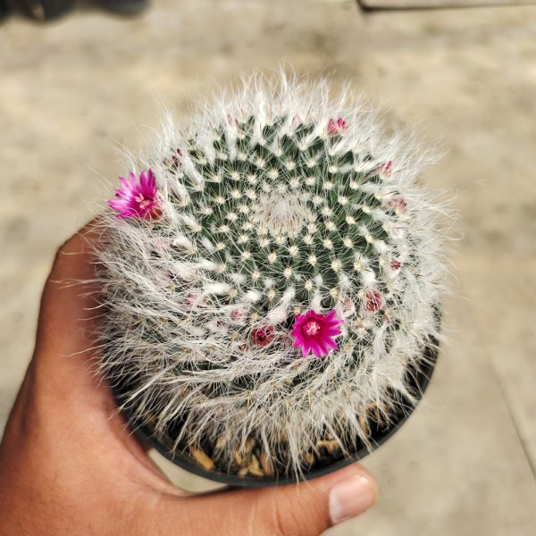 265. Mammillaria Woodsii