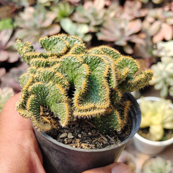 277. Austrocylindropuntia Subulata Cristata ( Appendix II – Special Permit Needed* ) / Kaktus Babat