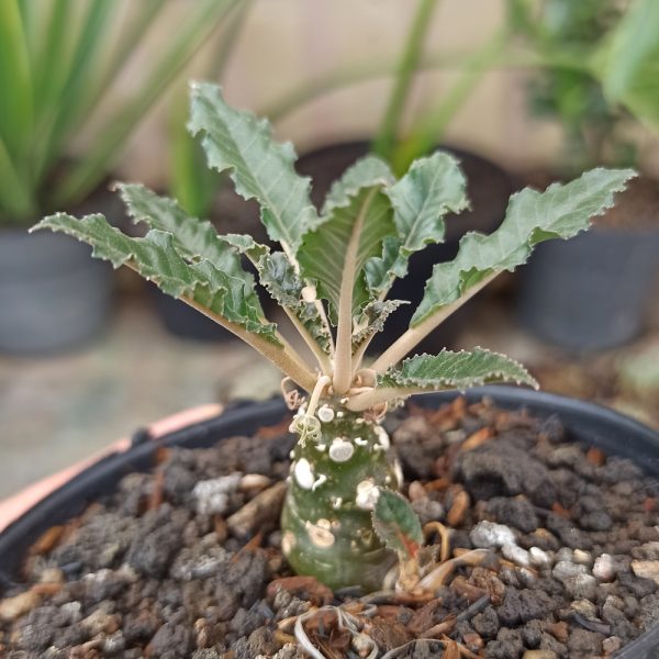 321. Dorstenia Nitida