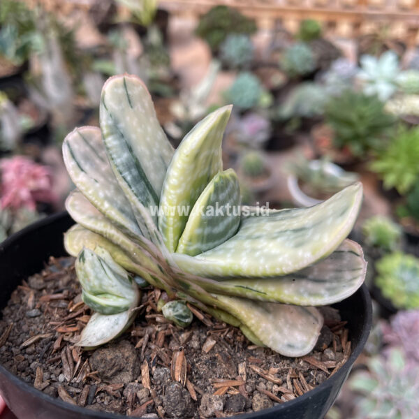 071. Gasteria Brachyphylla Variegated