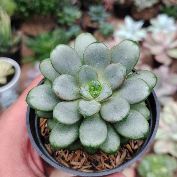 097. Graptoveria Amethorum