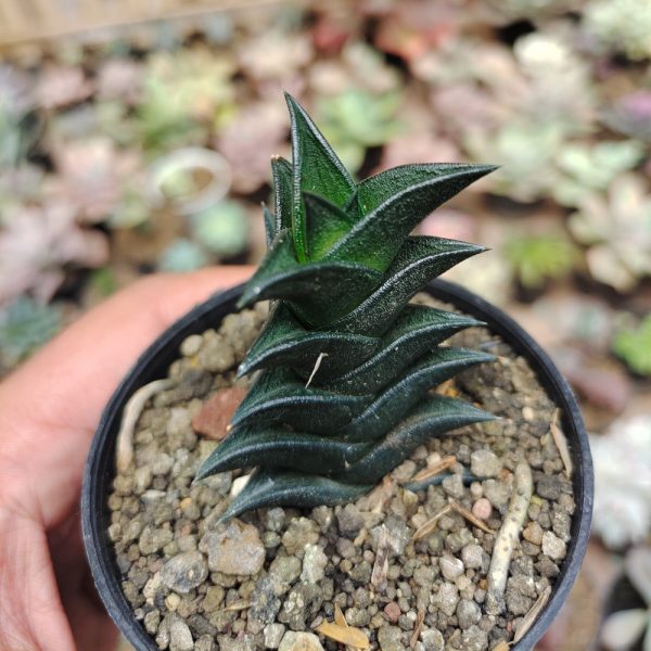 199. Haworthia Viscosa