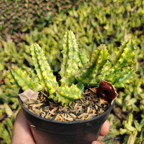 209. Huernia Zebrina Variegated