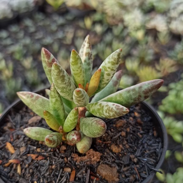 236. Adromischus Filicaulis