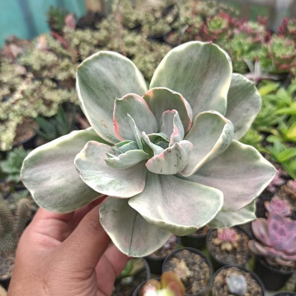 Health and High Quality Echeveria Decora Variegated For Sale