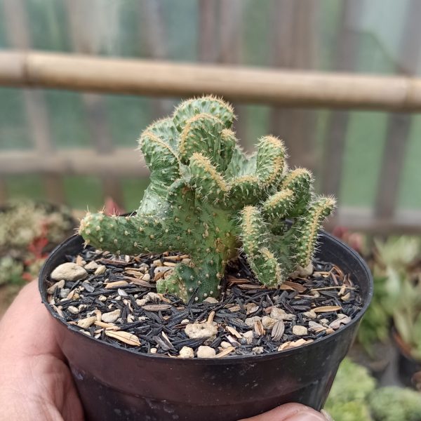 352. Austrocylindropuntia Subulata Cristata Variegated ( Appendix II – Special Permit Needed* )