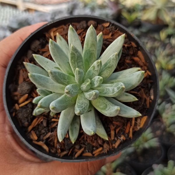 356. Echeveria Hookerii