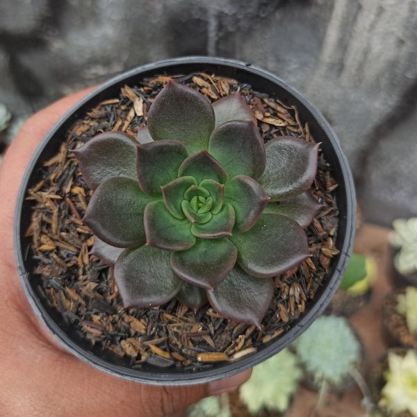 060. Echeveria Black Prince