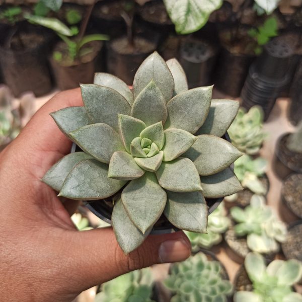 092. Graptoveria Araluen Gem