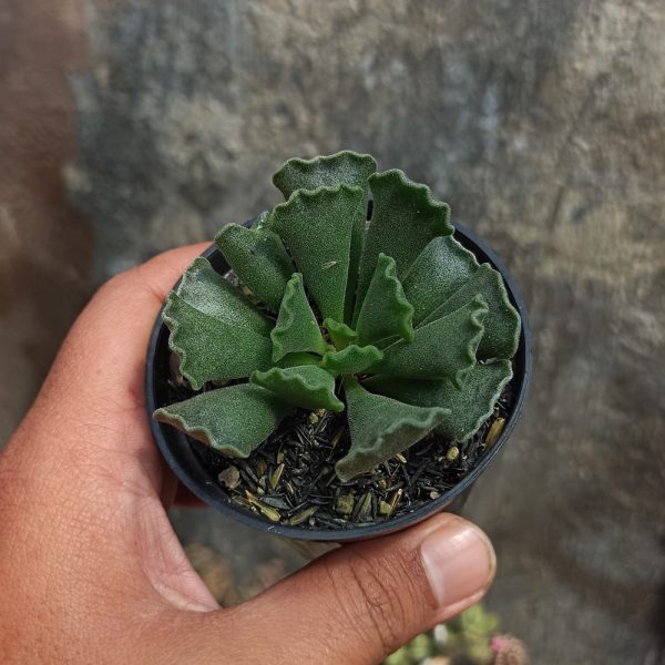 119. Adromischus Poellnitzianus