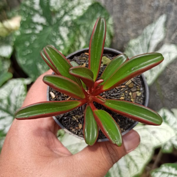 137. Peperomia Graveolens