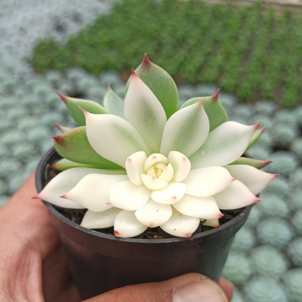 227. Echeveria Shimoyama Colorata Variegated / Echeveria Chihuahua Variegated