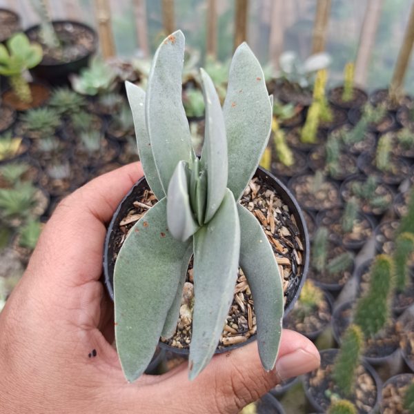 361. Crassula falcata 'Propeller Plants'