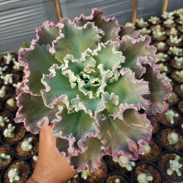 363. Echeveria Giant Blue