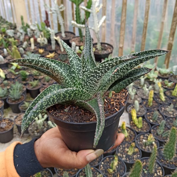 367. Gastrolea Edward Hummel ( Gasteria x Aloe ) Size 20 Cm