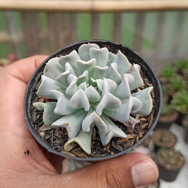 370. Echeveria Cubic Frost