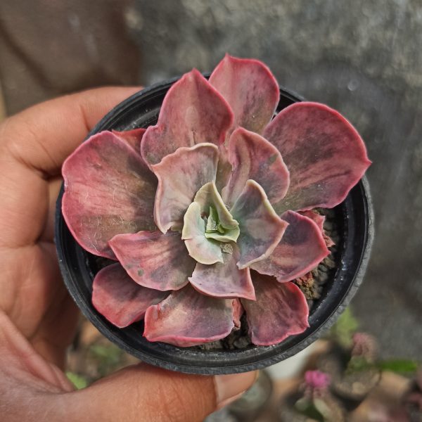 371. Echeveria Beyonce Rainbow