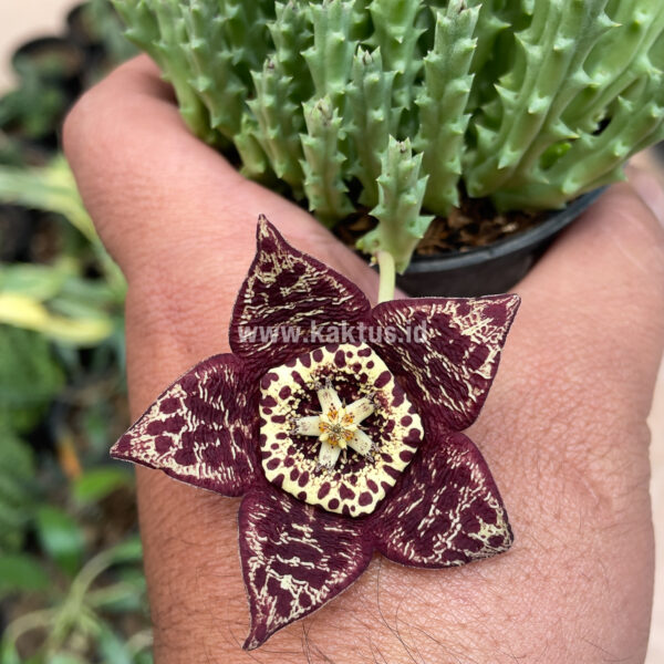 375. Huernia Keniensis