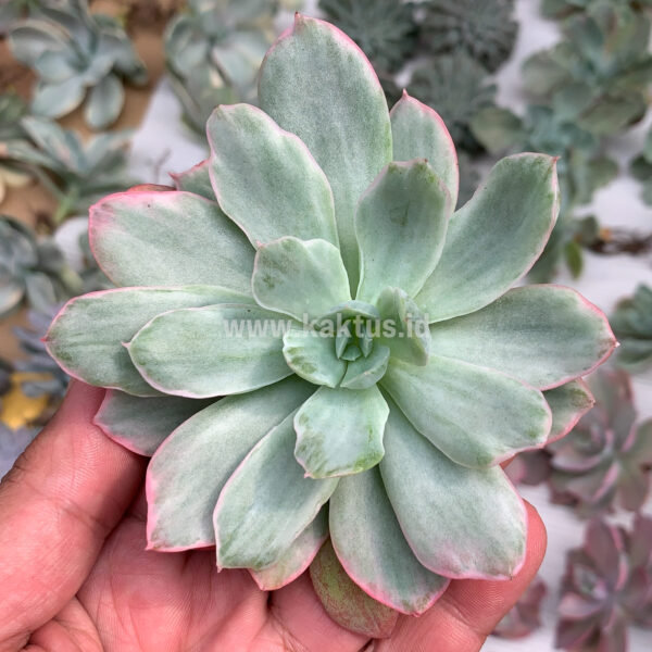 376. Echeveria Lemon and Lime White Mutation