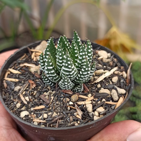 379. Haworthia Papillosa