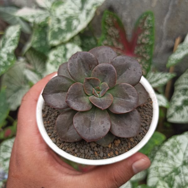 383. Echeveria Chroma