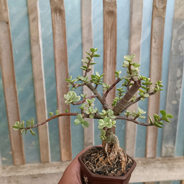 026. Portulacaria Aurea Bonsai