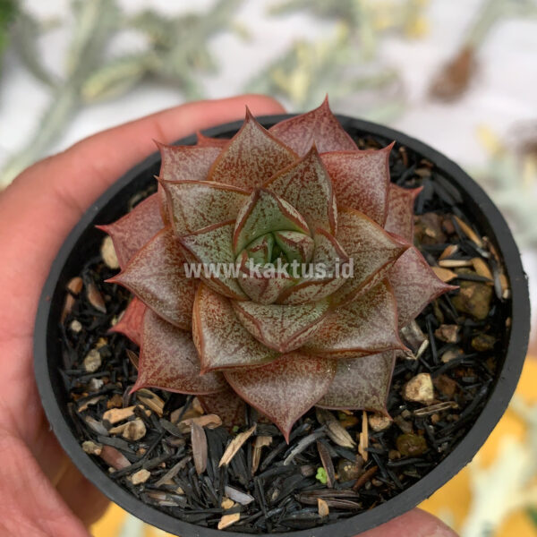 091. Echeveria Purpusorum