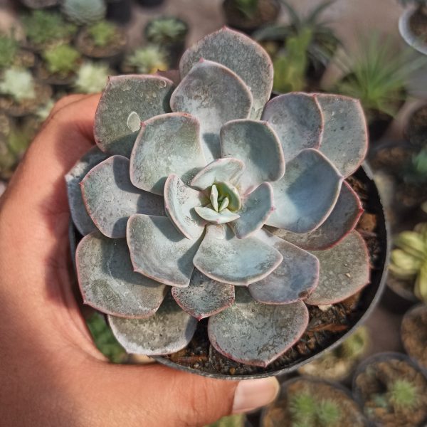 101. Echeveria Cassyz