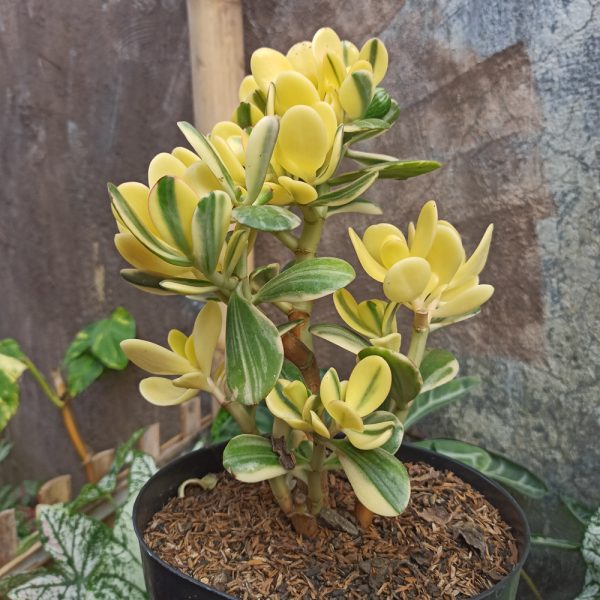 264. Crassula Ovata Hummels Sunset Golden Jade Tree