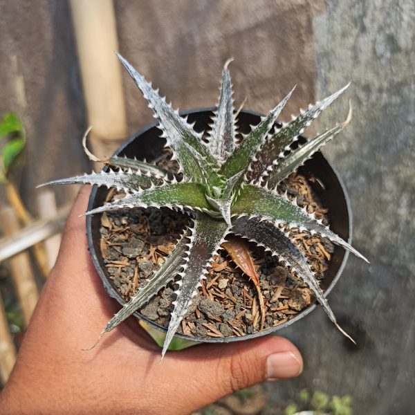 380. Dyckia Bromeliad